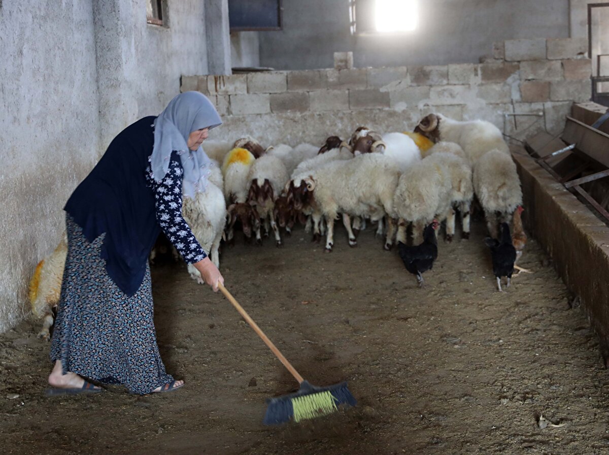 Besciliği keyifle yaptığını ve 12 kişiye istihdam sağladığını dile getiren Sakaroğlu, Günüm tamamen burada geçiyor. Doğal olduğu için insanlar gelip süt ve süt ürünlerini çiftlikten alıyor. Çocuklarım, 'artık yoruluyorsun bu işi bırak' diyorlar ama ben bu işi severek yapıyorum. Bir iş yapıyorsanız mutlaka sevmeniz lazım. Şimdiki gençler rahat iş arıyor. Ama ben tüm gençlere hayvancılık yapmalarını tavsiye ediyorum. Devlet desteklerini değerlendirsinler ve en önemlisi de işi yapmak için kararlı olsunlar. Ben bu yaşımda başardım ve inan herkes bunu başarabilir. Kadınlara da tavsiyem asla hayallerinden vazgeçmeyerek, çevresinin sözlerine kulak tıkayarak çok çalışarak başarılı olsunlar ifadelerini kullandı.