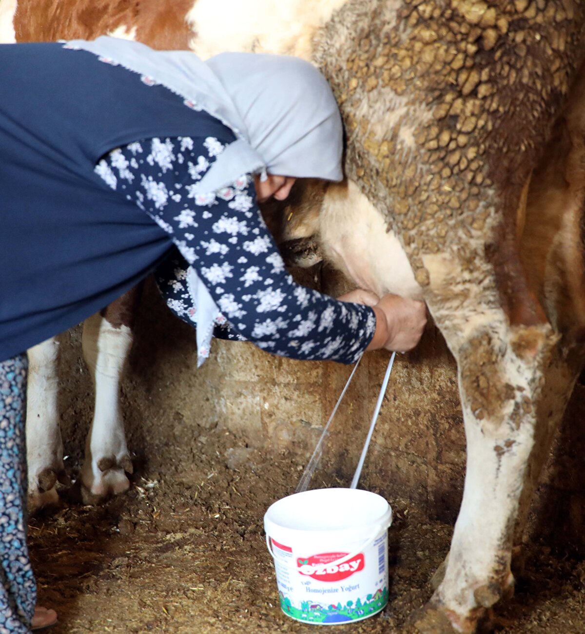 Çevresindekiler, çocukları evlendiği için yalnız olan Sakaroğlu'nu, yapamayacağını söyleyerek vazgeçirmeye çalıştı. Ancak, eşinin hayalini gerçekleştirmek istediğini söyleyen Sakaroğlu, elindeki birikimle 3 inek alarak besiciliğe başladı.  