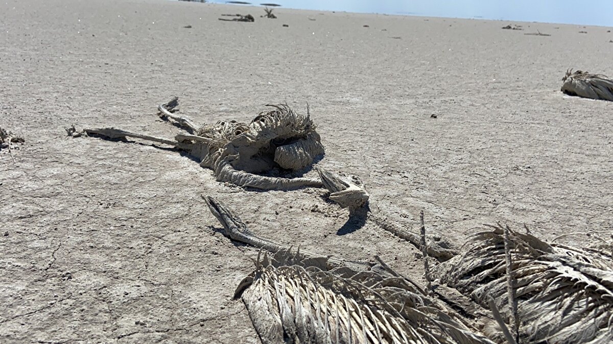 Konya Valiliğince, flamingo ölümlerine ilişkin araştırma ve soruşturma başlatıldığı bildirildi. Valilikten yapılan açıklamada, bölgede yapılacak çalışmalarla ilgili komisyon oluşturulduğu aktarıldı.
