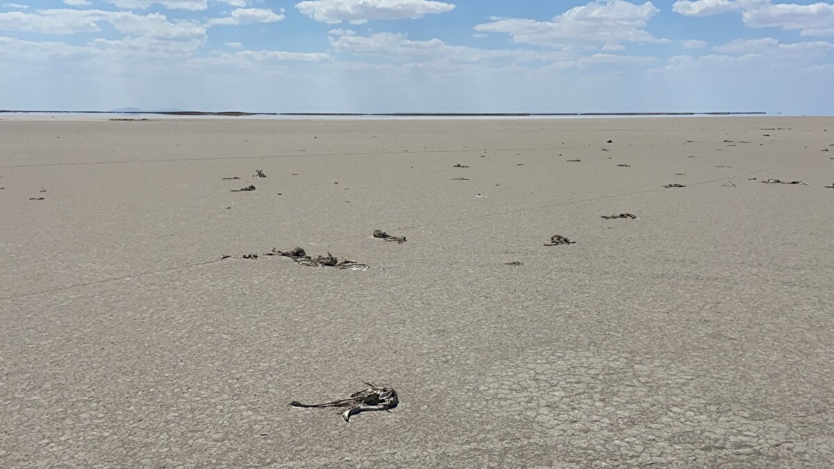 Her yaz döneminde Tuz Gölü’nün doğal güzelliğini ve flamingoları gözlemlemek ve fotoğraflamak için Tuz Gölü’ne giden misafirler bu sene hiç beklemedikleri bir manzarayla karşılaştı. Tuz Gölü havzasının suyunun bir önceki senelerin aynı dönemine göre oldukça çekildiği gözlemlenirken, yüz binlerce flamingodan da bir tane bile flamingo kalmadığı görüldü.
