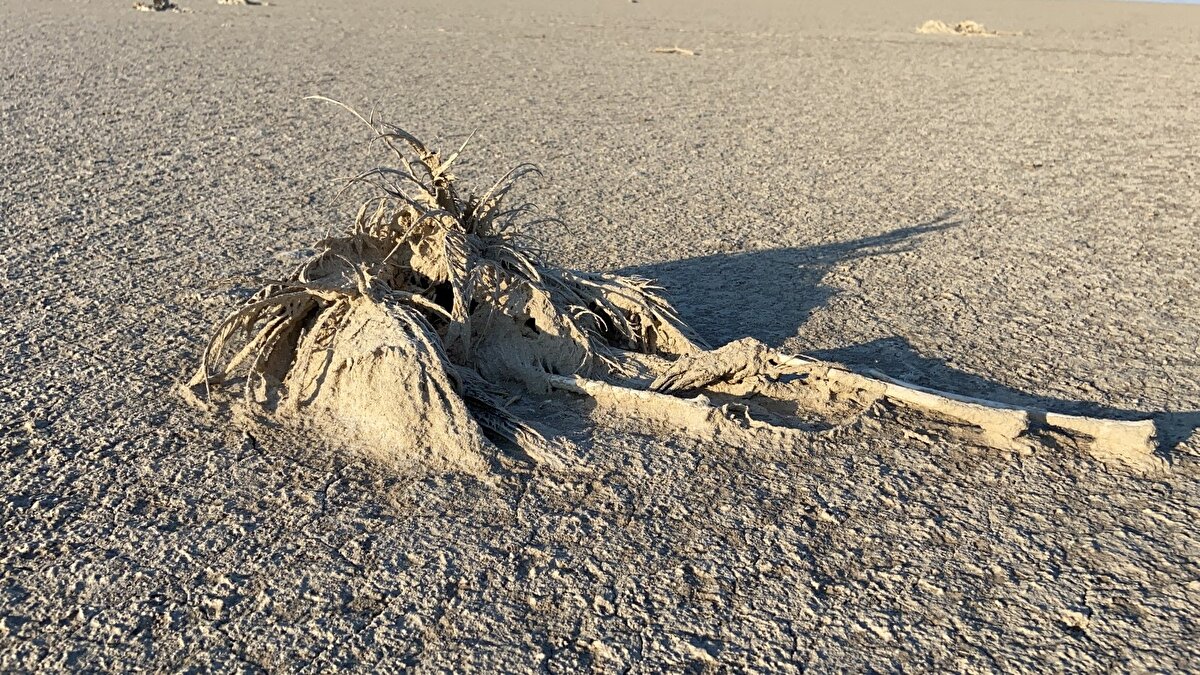 Açıklamada, "13 Temmuz 2021 tarihinde kamuoyuna yansıyan, Tuz Gölü'nün Konya-Cihanbeyli Gölyazı bölgesindeki flamingo ölümleriyle ilgili Valiliğimizce gerekli araştırma ve soruşturma çalışmaları başlatılmıştır. Ayrıca flamingoların yaşam döngüsünü olumsuz etkileyen hususlar ve alınabilecek ek tedbirlerle ilgili Valiliğimizce oluşturulan uzman komisyon, alanda incelemeler yapmaktadır" denildi.
