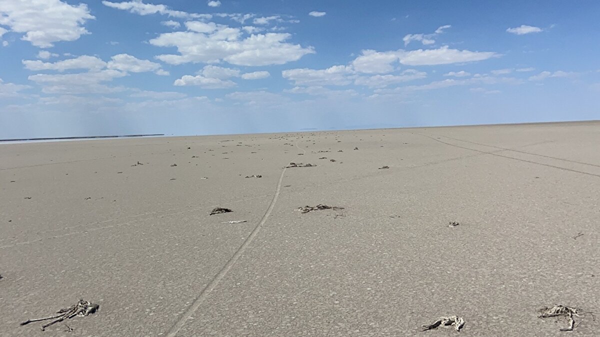 Bir önceki sene drone ile çekilen görüntülerde bir koloni halinde yaşayan flamingo yavrularının görüntülendiği Tuz Gölü’nde şimdilerde yavru ve yetişkin flamingo ölümleriyle karşılaşılıyor.
