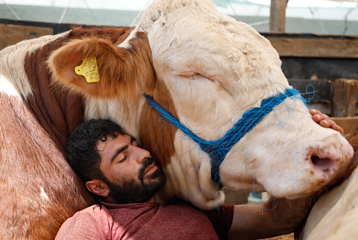 Sultangazi Belediyesi tarafından kurulan kurban satış alanında bulunan ikili, birlikte uyuduğu zamanlarda görenlerin ilgisini çekiyor.