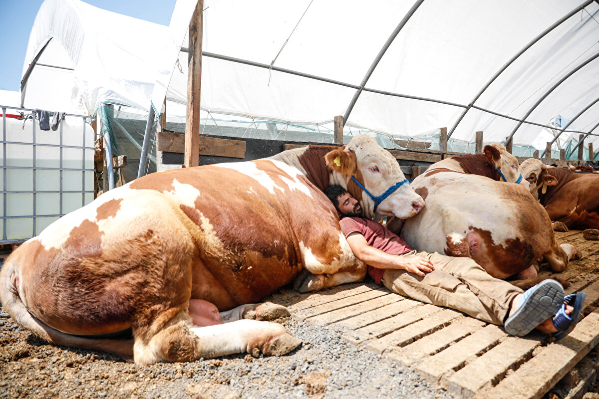 En iyi dostum dediği 3 yaşındaki boğaya 7 ay dağda, ardından da ahırda bakan Acar, boş kaldığı zamanların çoğunu 'Kral' adını verdiği boğa ile ilgilenerek geçiyor.