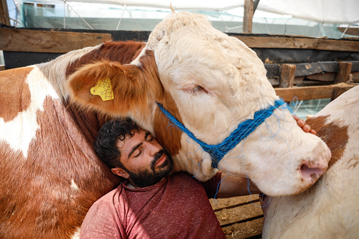 Aylarca dağlarda 'Kral' ile dert ortağı olduklarını ifade eden Acar, "7 ay dağda, ardından da ahırda baktım. Beraber yatıp kalkıyoruz. Onu çok seviyorum. Çok uysal bir hayvandır. Kendim bakıp besliyorum. Kral şuan 3 yaşında ve 1 ton ağırlığında. Onunla birlikte çok mutlu oluyorum. Çok cana yakın bir hayvan. İnsanları sever" dedi.