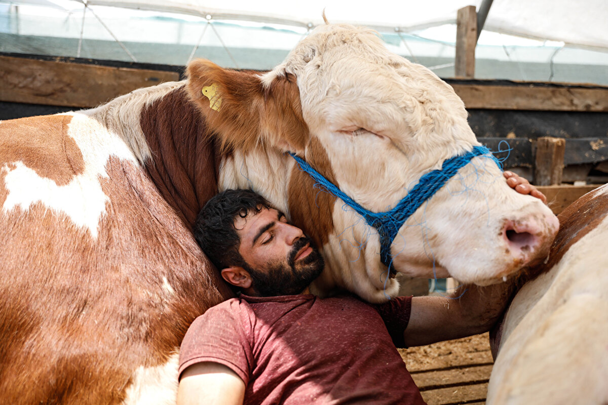 Erzurum'dan kurban satışı için İstanbul'a gelen 31 yaşındaki Emrah Acar, 1,5 yıldır baktığı 1 tonluk boğası ile yatıyor.