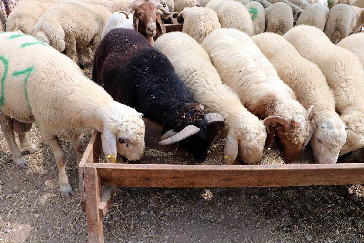 Bereket’in doğduğundan beri yanında olduğunu dile getiren Satılmış, “Bu sene Kurban Bayramı’nda sahibini arıyor. Fiyatını 10 bin lira civarı olarak belirledik” dedi.
