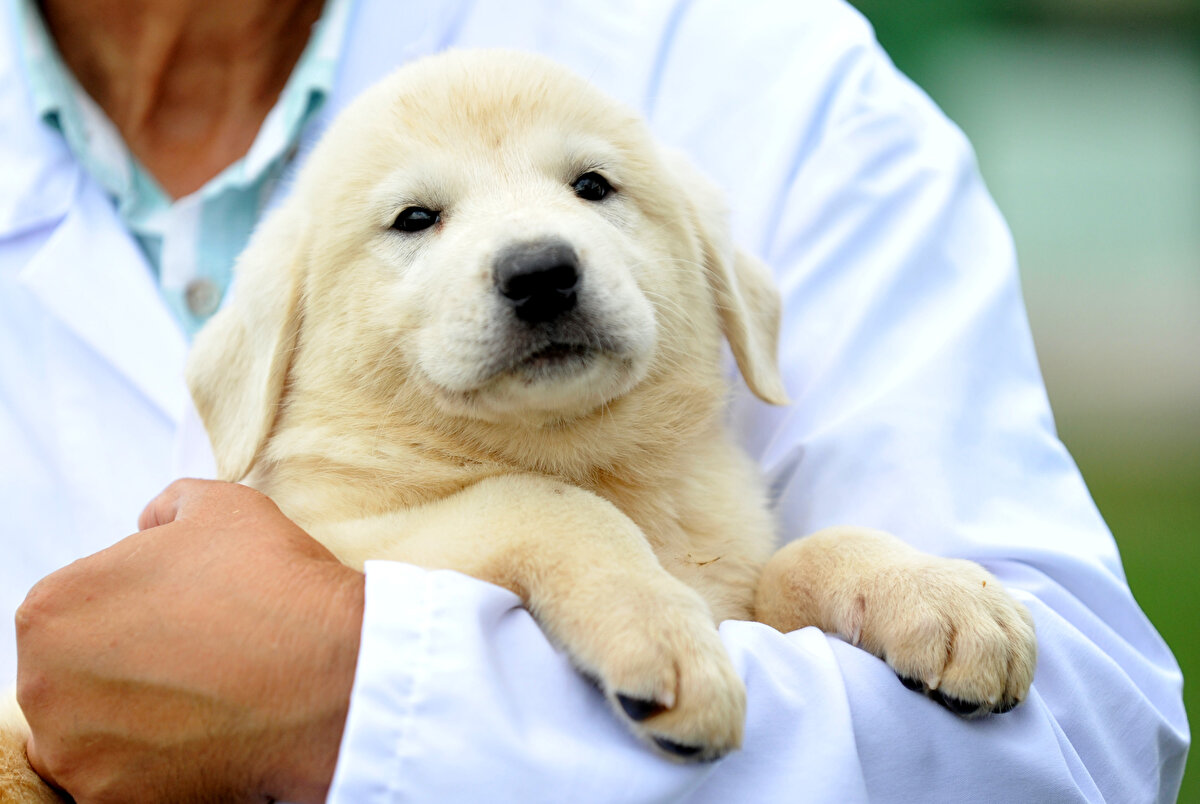 İşte kangal köpeklerden kareler;
