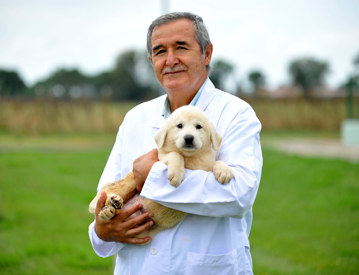 Burada dışarıdan gelme yavru veya melez bulunmuyor, köpeklerimiz safkan olduğu için herkes burayı tercih ediyor. Biz de yoğun talepten dolayı sıra var. Bizi arayanlara dilekçeyle başvurmalarını söylüyoruz ve sıraları geldiğinde arıyoruz. Bugün başvursanız ortalama 1 yıl sonra sıra size gelir” dedi.
