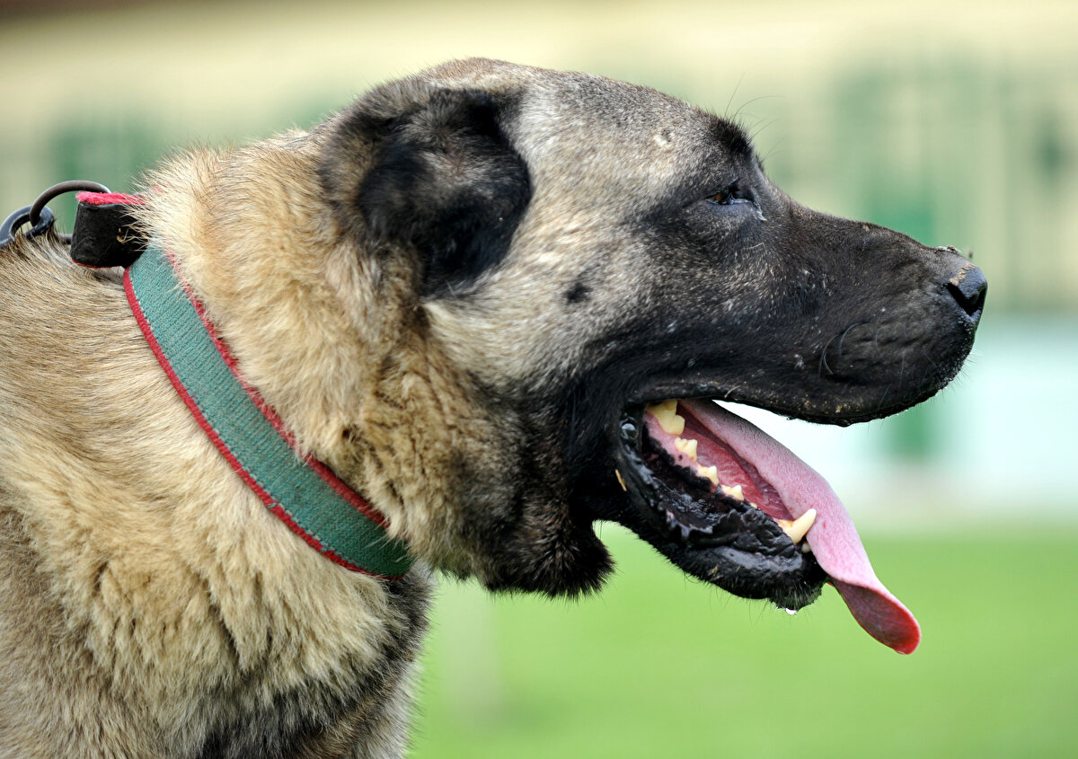 Buranın amacı gen kaynaklarının korunması olduğu için bilim insanlarımızın burada ırk standartlarıyla, safkanlıklarıyla ilgili çalışmalar yapıyor. Biz bu çalışmalardan başarı alıyoruz ve sattığımız yavrular kendi reklamlarını kendileri yapıyor bu nedenle vatandaşlar burayı tercih ediyor.
