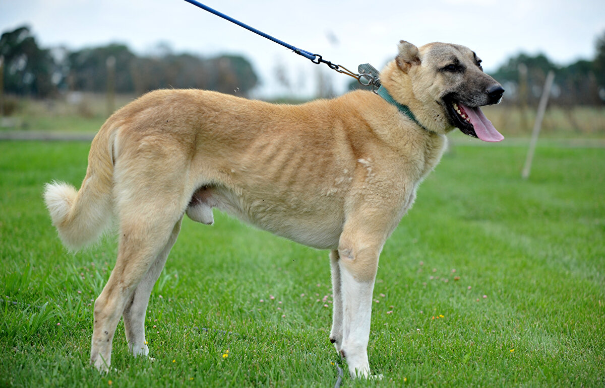 Tesis hakkında bilgi veren Karaoğlan, “Amacımız gen kaynaklarının korunması. Çünkü bu kendi kültür ırkımız olan türlere sahip çıkılması gerekiyordu, TİGEM de bunu üstlenmiş oldu. 133 baş kapalı, 40 baş açık sistem olmak üzere 173 baş hayvan kapasiteli tesisimizde şu anda irili ufaklı damızlık satışlarımızın haricinde 142 köpeğimiz bulunmakta.
