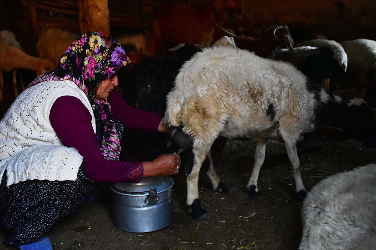 Aromasını, olgunlaşması için bekletilen mağaradan aldığını ifade eden Durna, ''Peynire aroma tadı veren de mağaranın mikroflora bakteri yapısıdır. Piyasada Divle peyniri diye çok sayıda peynir satılıyor. Bu sahteciliği önlemek için de tulumda barkot bulunuyor. Kilosu 150 TL civarında satılıyor. Mağaradan çıkar çıkmaz da yüzde 80'i satılıyor. Tadı Fransız rokforuna benzetiliyor; ama onun fiyatı 400 lira civarındadır. Bizim peynirimiz, Türkiye'nin bir değeridir, sadece ilçemize ait bir değer değildir. Avrupa patent başvurumuzu da yaptık'' ifadelerini kullandı.

