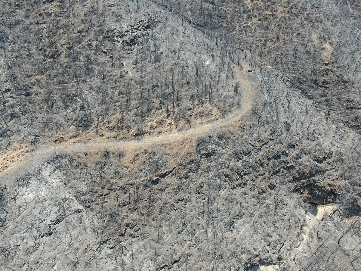 Çam fidanlarının yanarak kuru ve siyah bir dal halinde kaldığı görüldü. Yangının önünde ne varsa yaktığı gözlemlendi.