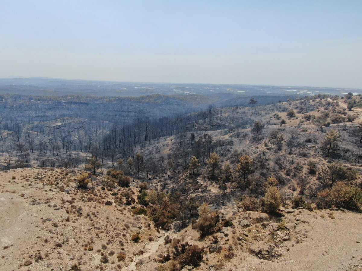 Birçok mahallenin etkilendiği, hayvanların telef olduğu yangında milyonlarca çam ağacı ve fidanı yandı.