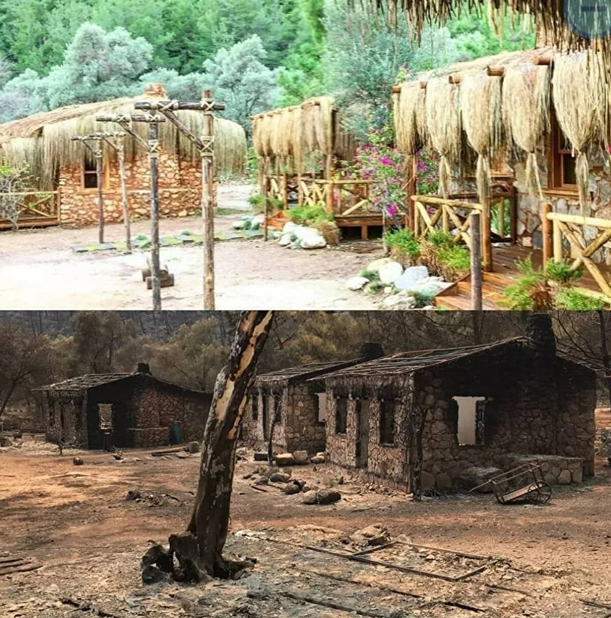 Oyuncu Arda Esen, koyun son halini sosyal medya hesabından paylaştı.