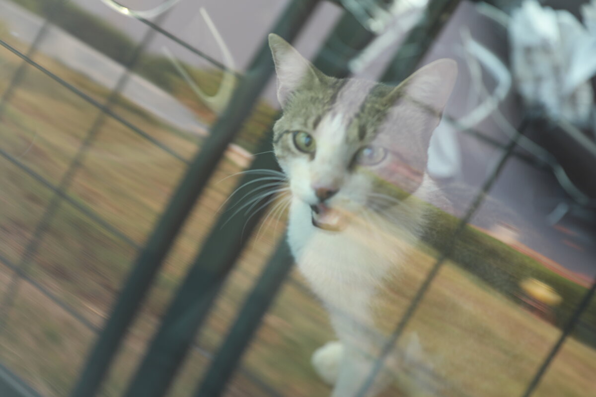 Beyciler Mahallesi'nden başlayıp, Bodrum ilçesindeki birçok mahallede de etkisini sürdüren yangın, Türkevleri ve Ören mahallelerine ulaştı.  