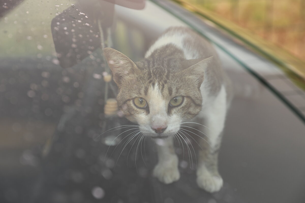 Kuvvetli rüzgarla hızla yayılan alevler, mahalledeki bazı yerleşim yerlerini de tehdit etti.  
