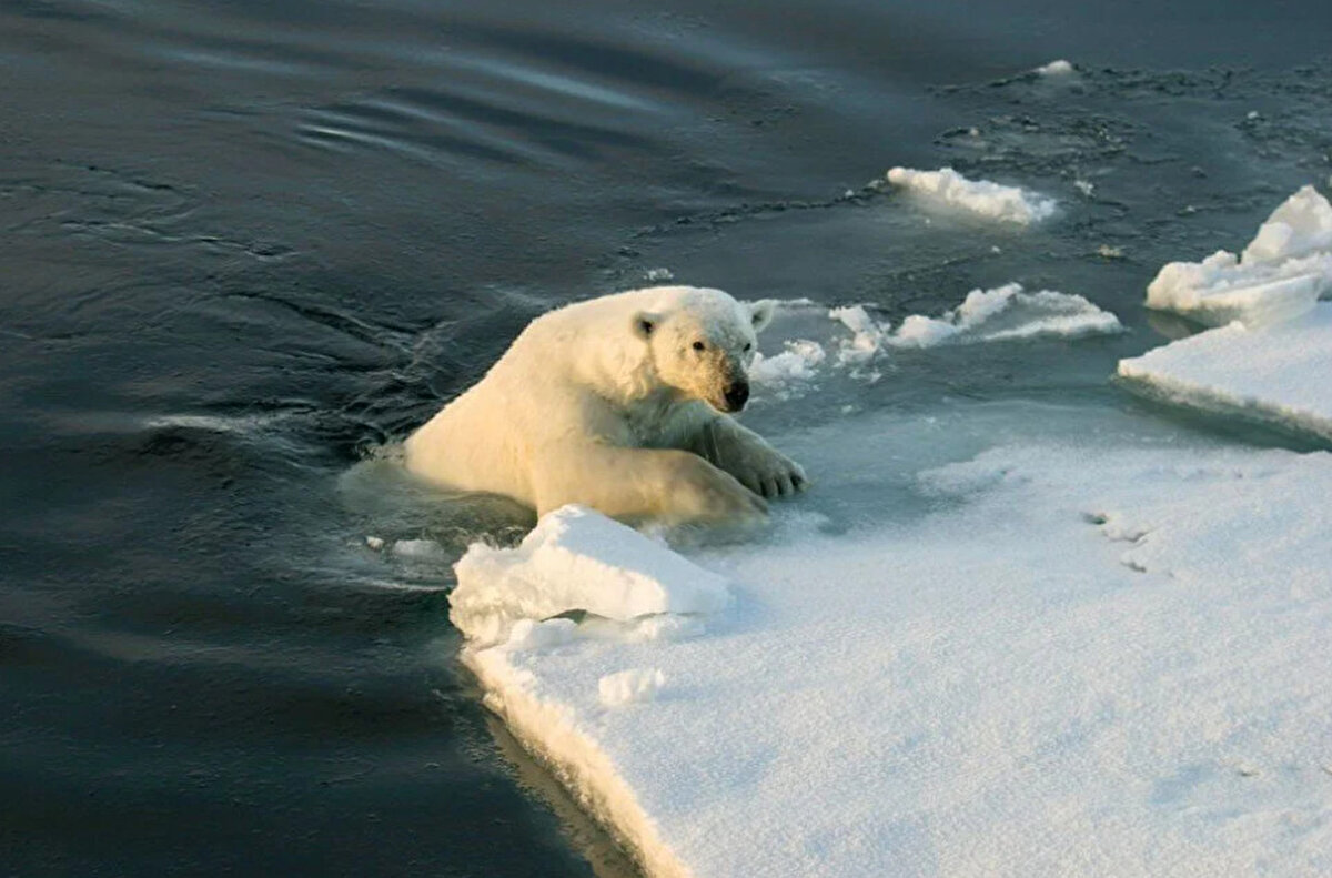 Yetkililer,  ayıyı “sorunlu" olarak sınıflandırdıklarını belirterek, “Bu durum, tekrar geri dönmesi halinde onun vurularak öldürülmesine izin veriyor" diye konuştu. 

