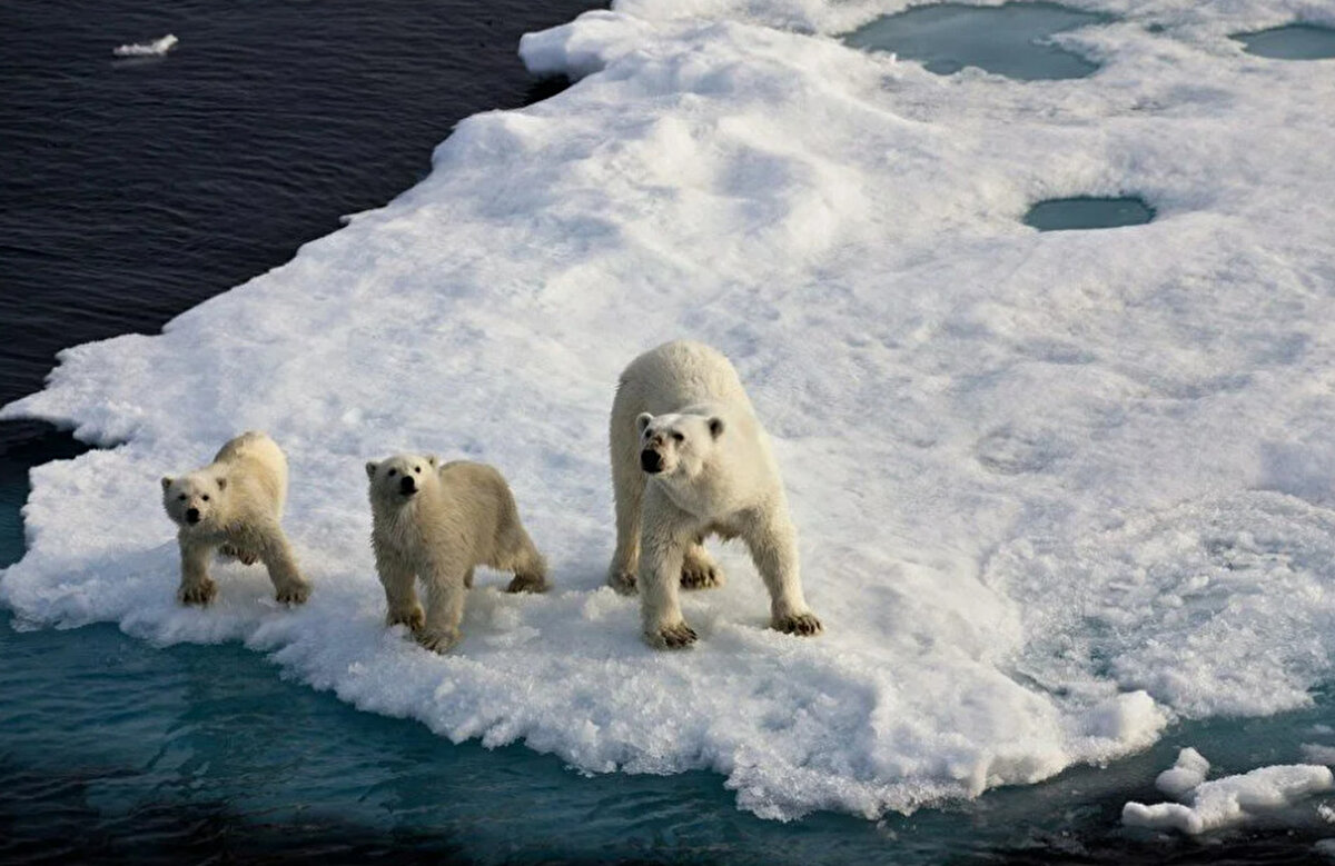 Diğer taraftan, bu hafta başında Grönland'ın kuzeydoğusunda termometreler 23.4 santigrat dereceyi göstererek yeni bir sıcaklık rekoru kırdı. Uzmanlar, kutup ayılarının doğal avlanma alanı olan buzulların geri çekilmesi nedeniyle aç kaldıklarını ve bu yüzden karada onlarla daha sık karşılaşıldığını söyledi. 

Karara tepki gösteren çevre aktivistleri tarafından yapılan ortak açıklamada, ayının doğal habitatının insanlar tarafından ele alındığı ve öldürülmesi yerine rehabilite edilmesi gerektiği vurgulandı.
Öte yandan, kutup ayıları nesili tükenmekte olan türler arasında bulunuyor. Temmuz 2020'de Nature Climate Change yayınında yer alan bir araştırma, kutup ayılarının 2100 civarında yok olma tehlikesiyle karşı karşıya olduğu konusunda uyardı. Şu anda sayıları ise kutup ayılarının dünyadaki popülasyonu 25 bin civarında bulunuyor.


