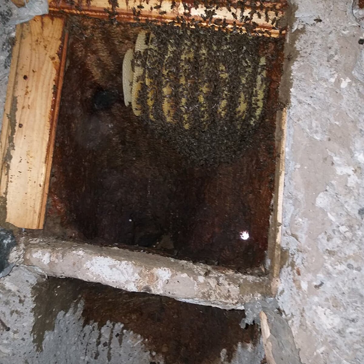 Aris, Ballık Vadisindeki bahçelerinde bulunan 3 peribacasında yaklaşık 150 bin arı ile doğal bal üretiyor. Aris, arıların ürettiği balları toplamak için metrelerce yükseklikteki peribacalarına tırmanıyor.