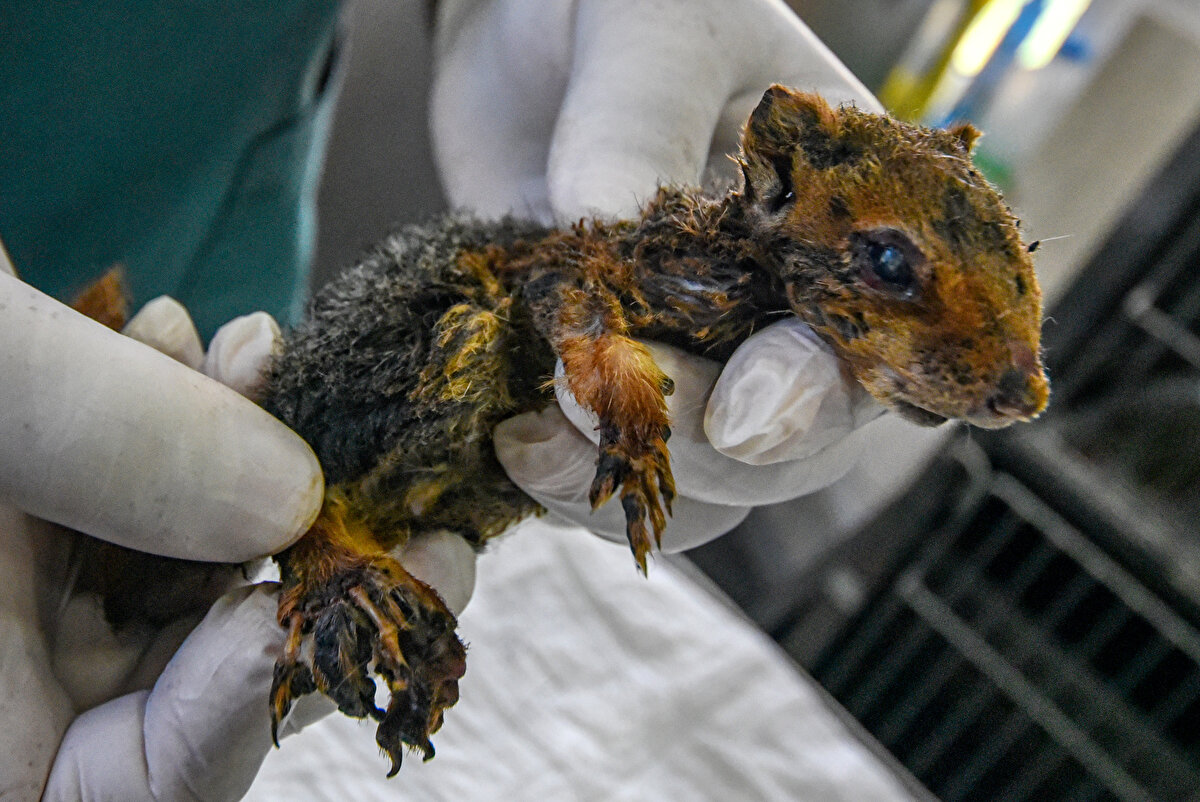 Manavgat'ta, 10 gün süren orman yangınlarında binlerce hayvan öldü. Söndürme çalışmalarında fark edilerek kurtarılan hayvanların ise tedavilerine devam ediliyor. Alevlerden kurtulan yavru sincap da hayvanseverler tarafından tedavisi için Antalya'daki özel kliniğe getirildi. 1 aylık olduğu değerlendirilen yavru sincabın vücudundaki üçüncü derece yanıkların iyileştirilmesi için çaba harcanıyor. Burnu, ensesi ve ayakları yanan sincabın hayati tehlikesi devam ediyor.