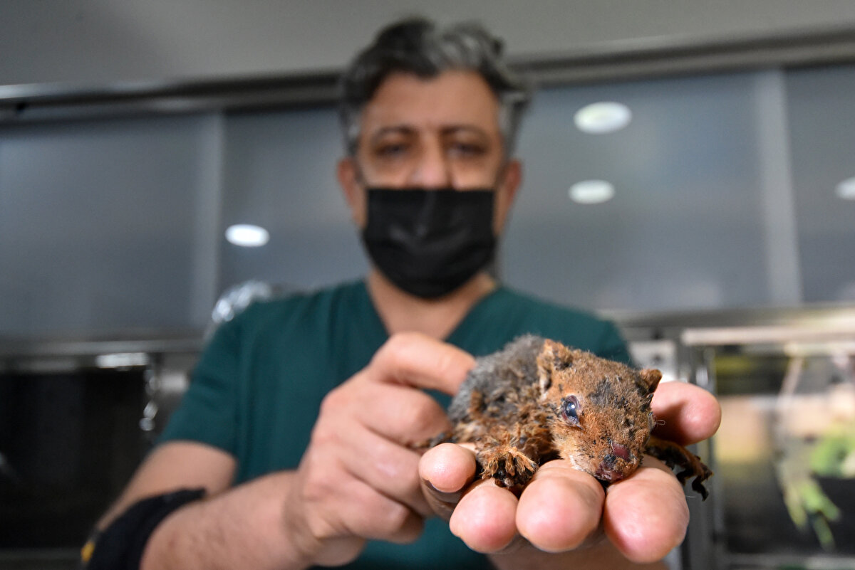 Burnu, ensesi ve ayakları yanan yavru sincabın vücudunda üçünce derece yanıklar oluştu.