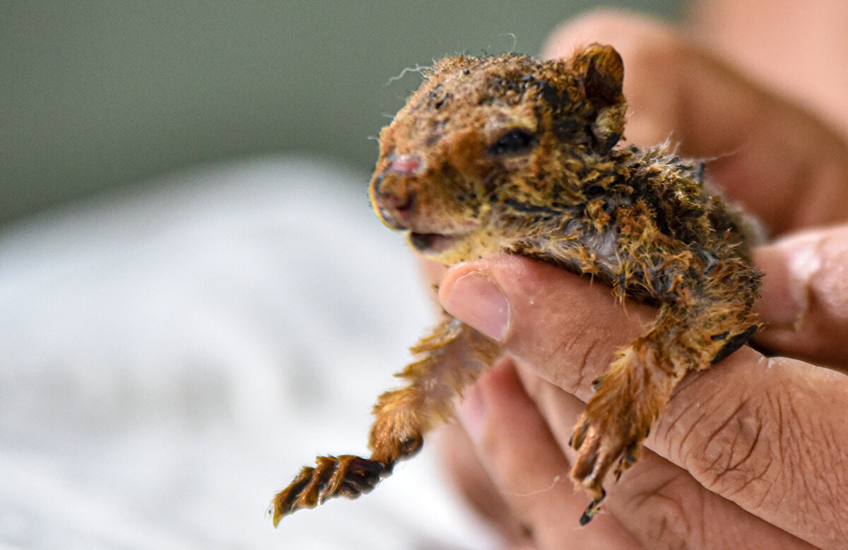 Hayati tehlikesinden dolayı özel bakım uygulanan sincap, hayatta kalmayı başarsa da kangrenden dolayı arka ayakları olmayacağı için yeniden doğada yaşamasının imkansız olduğu belirtildi.