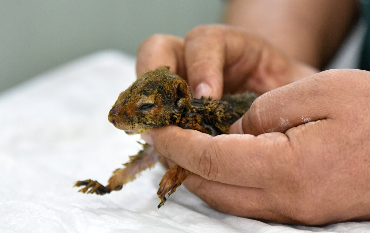 Küçüker, “Manavgat'tan bize hayvanseverler tarafından getirildi. Geldiği zaman üçüncü derece yanıkları oluşmuştu. Ön ve arka ayaklarında ciddi yanık var. Yanığa bağlı arka ayaklarını kaybedeceğiz.” dedi