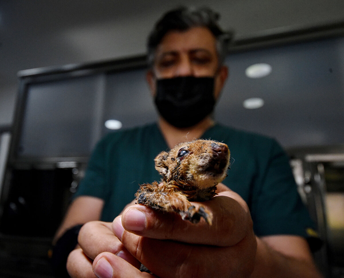 Sincabın tedavisiyle ilgilenen veteriner hekim Sefer Küçüker, dün kliniğe getirildikten sonra başlanan tedavisinde iyiye gidiş olan sincabın hayatta kalabilmesi için tedavisinin en az 1 ay süreceğini söyledi.