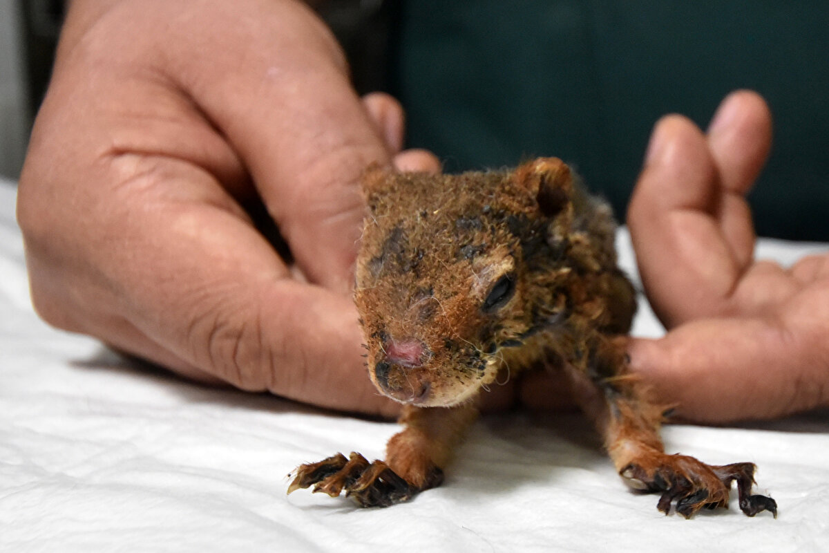 Dumandan ciğerlerinin de etkilenmesiyle solunum sıkıntısı çeken sincaba yoğun bakım tedavisi uygulanıyor.