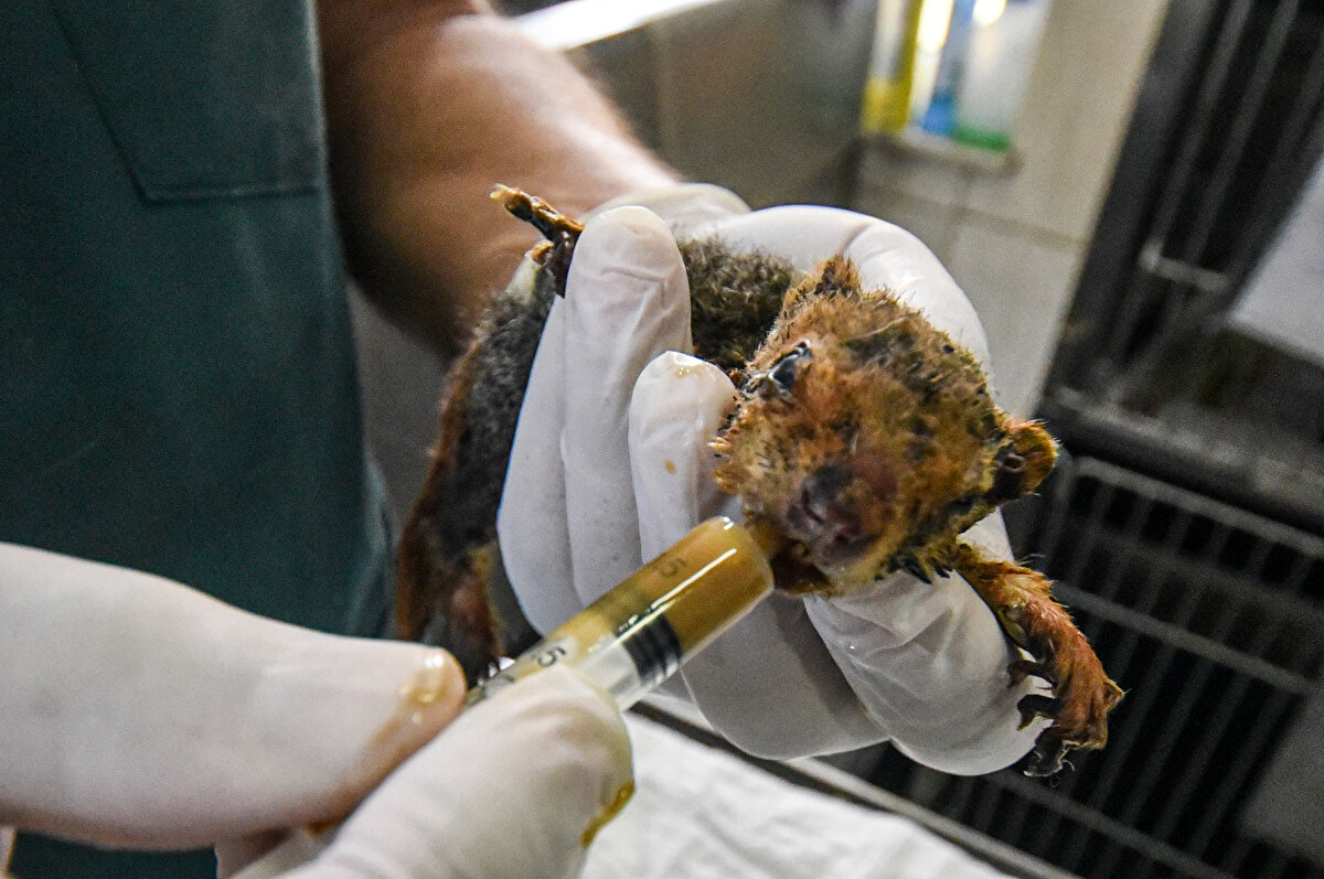 Vücut ısısının yükseltilmesi için özel olarak tedavi uygulanan sincabın, arka ayaklarında yanıktan dolayı kangren oluşumu başladı.