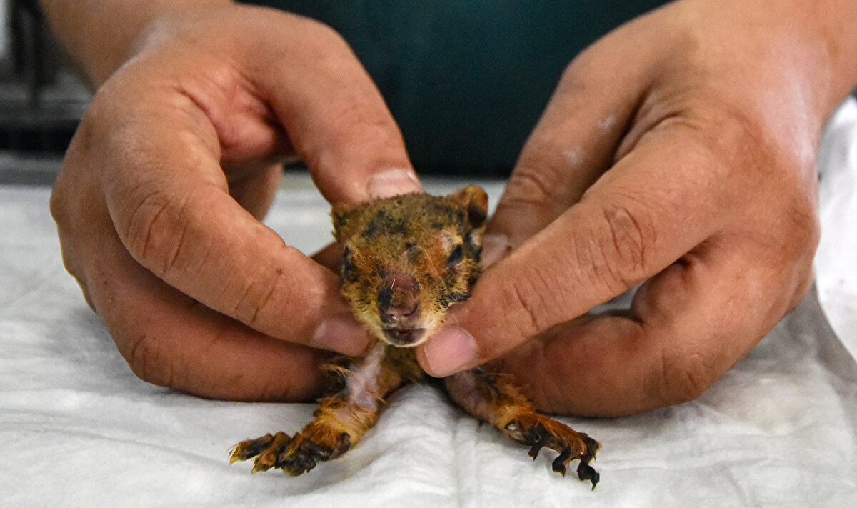 Enjektör kullanılarak sıvı ile beslenen sincabın gözlerine damla damlatılıp, görme kaybı yaşamaması için mücadele ediliyor.