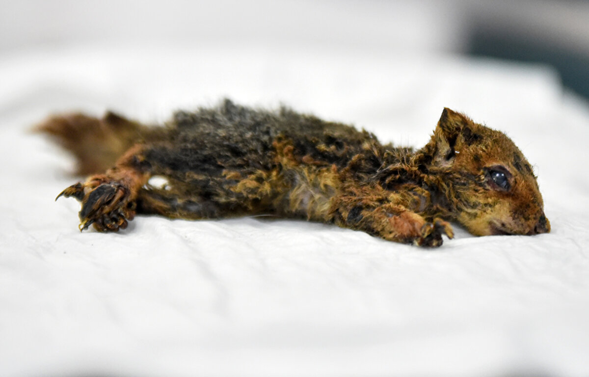 Antalya Manavgat'ta, söndürme çalışmalarında fark edilerek kurtarılan yavru sincap tedavi edilmek için kliniğe götürüldü. Kurtarılan yavru sincabın 1 aylık olduğu belirlendi.