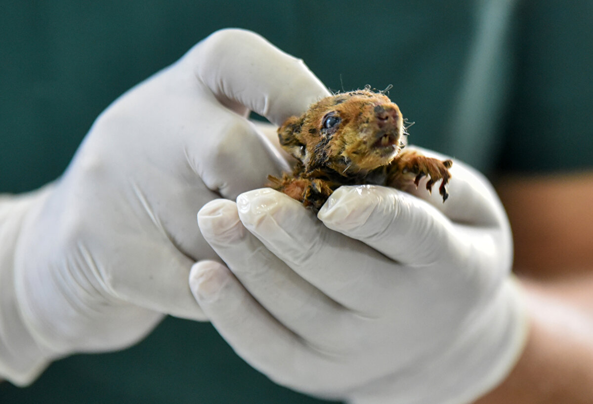 Oksijen verildikten sonra sıvıyla beslenmeye başlayan sincabın durumunun iyiye gittiği söylendi.