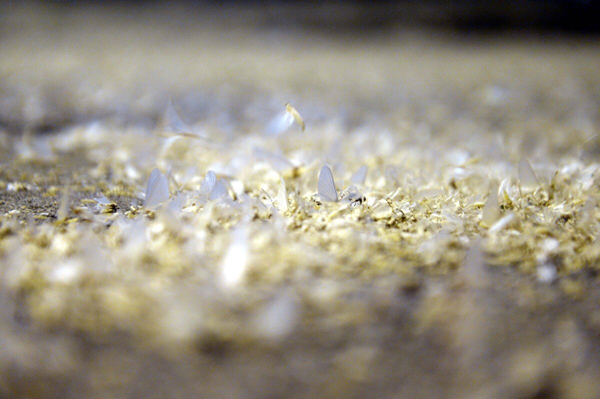 Geçen yıllarda olduğu gibi bu yıl da günlerdir bölgede aydınlatma lambaları etrafında toplanan sineklerin sayısı gece saatlerine doğru artarken, vatandaşlar da bu canlıların uçuşlarını ilgiyle izledi.

