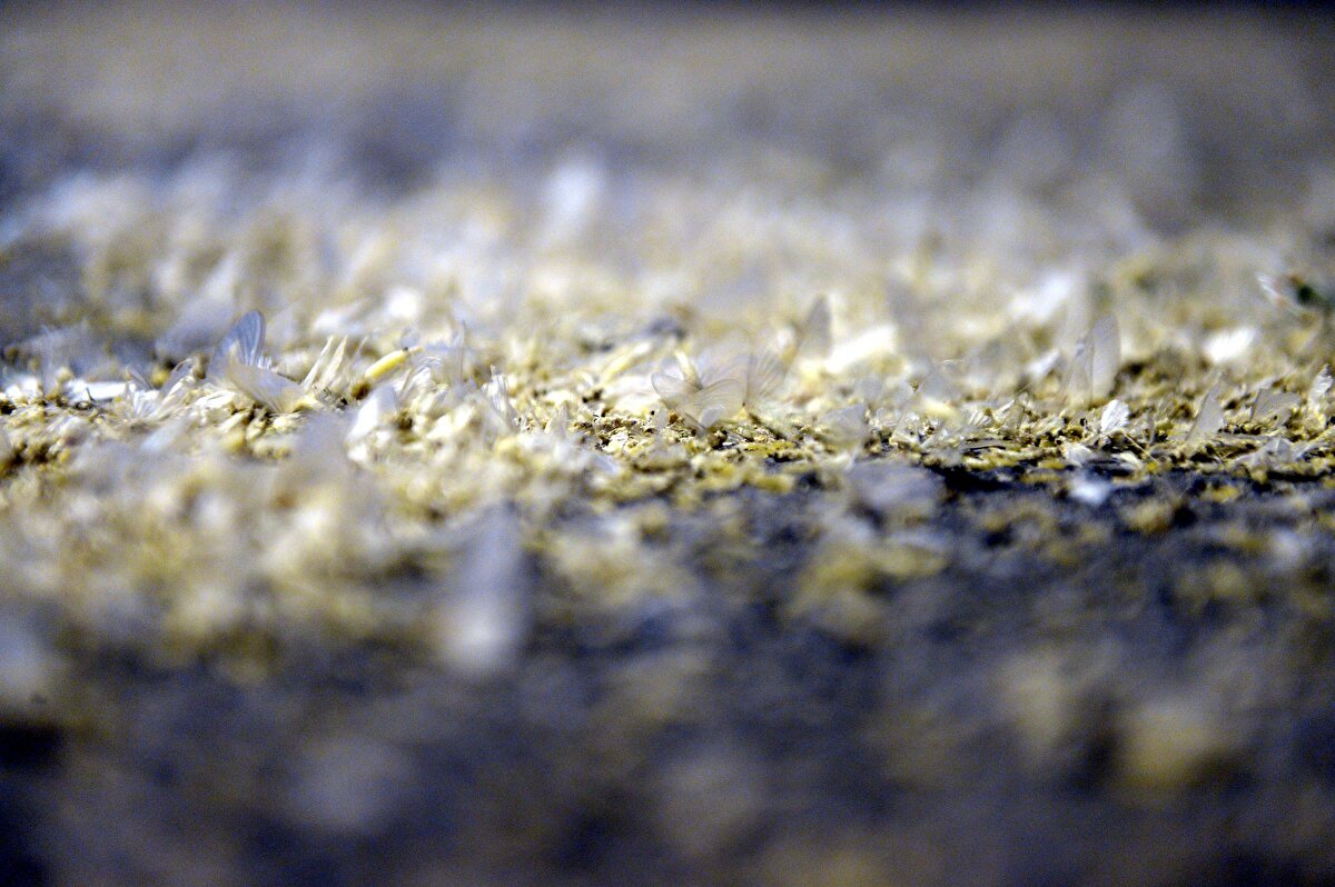 Kent merkezinde Kura Nehri kıyısında toplanan binlerce sinek, özellikle havanın kararmasıyla Ardahan Köprüsü ile Ardahan Kalesi'nin alt kısmındaki aydınlatma lambalarının etrafını sardı.

