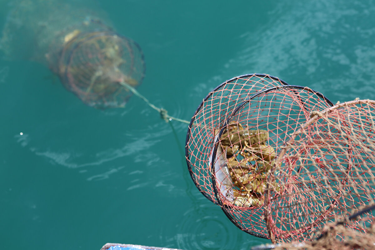 Kerevit işletmecisi Murat İlitaş da, aldıkları kerevitleri yurt dışına ihraç ettiklerini anlatarak, Türkiye'nin en iyi kereviti, biz bu ürünleri Çemişgezek’te işleyerek Isparta’ya yolluyoruz. Haftalık 2 buçuk ton balık topluyoruz.