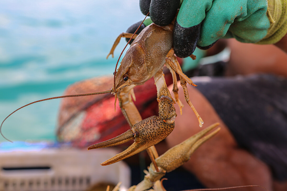 Ben de teknede kalmaya başladım. Sabah kahvaltımı yapıyorum ve 8 gibi gölde kerevit avına çıkıyorum. 2 gün boyunca akşam gün batımına kadar kerevitleri çekiyorum. 3’üncü günde saat 2 gibi yükleme yapıyorum.