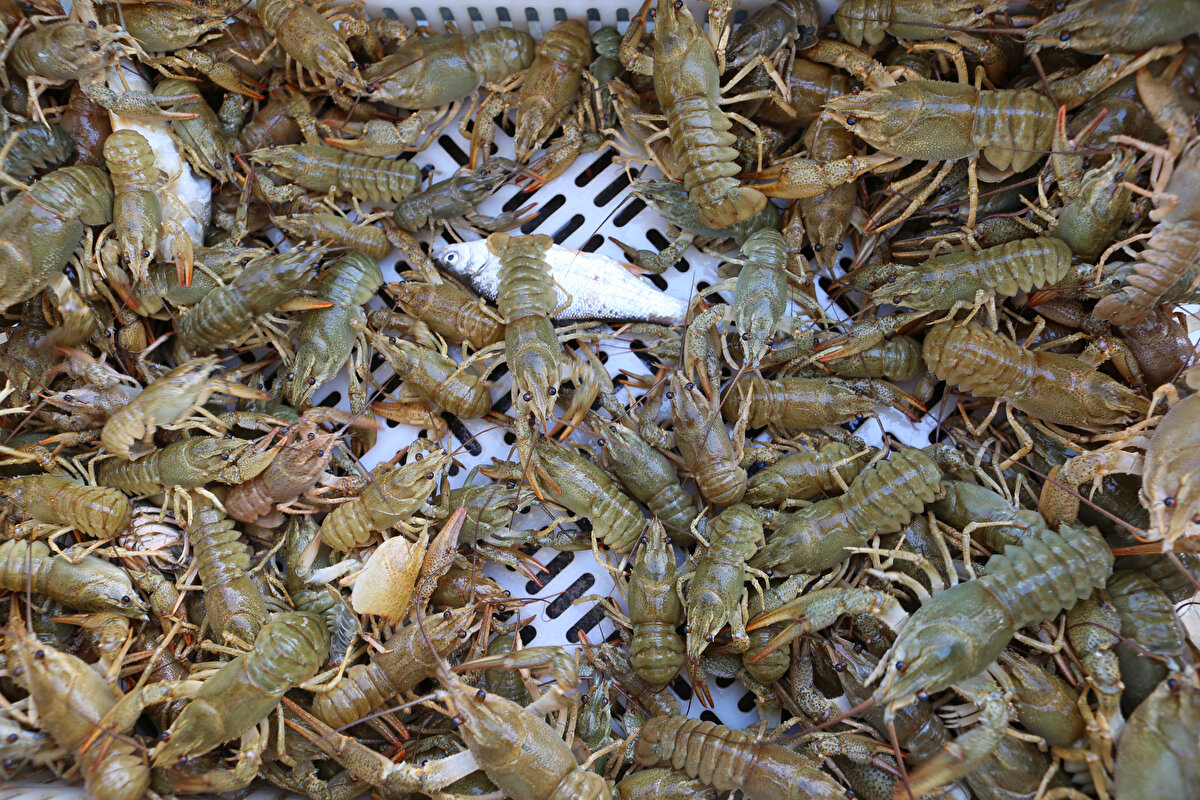 Kerevit ağlarını 10 ile 50 metre derinliğe salan Demir, daha sonra bir hafta bekleyerek ağlara takılan kerevitleri topluyor. Avladığı kerevitleri sudan çıkarırken, 10 santimetreden küçük olmayacak şekilde metreyle ölçerek seçen ve küçükleri göle tekrar bırakan Demir, haftada ortalama 400 kilo kerevit avlıyor. Demir, avladığı kerevitleri ise Elazığ’ın kıyılarında dolaşan toptancılara 65 liradan satarak ayda ortalama 100 ile 120 bin TL arasında para kazanıyor.