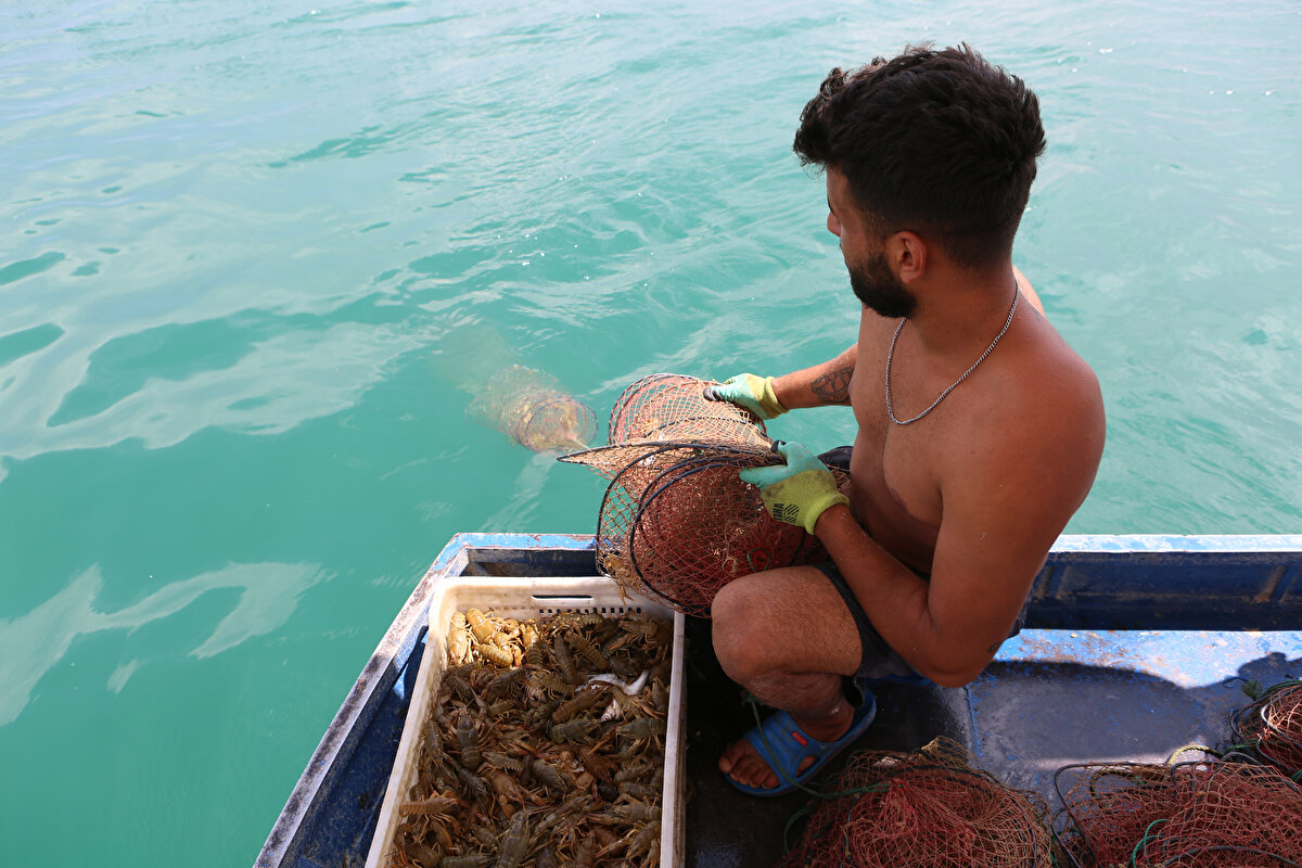 Kilosunu şu anda 65 liradan alıyoruz. Bu sene fiyatı böyle. İnşallah hep böyle kalır ve arkadaşların yüzü güler. Kerevite sahip çıksınlar, çok kıymetlidir. Biz bunları bu şekilde alıyoruz. Buzlayıp izole edeceğiz ve hava almayacak şekilde fabrikaya teslim ediyoruz.