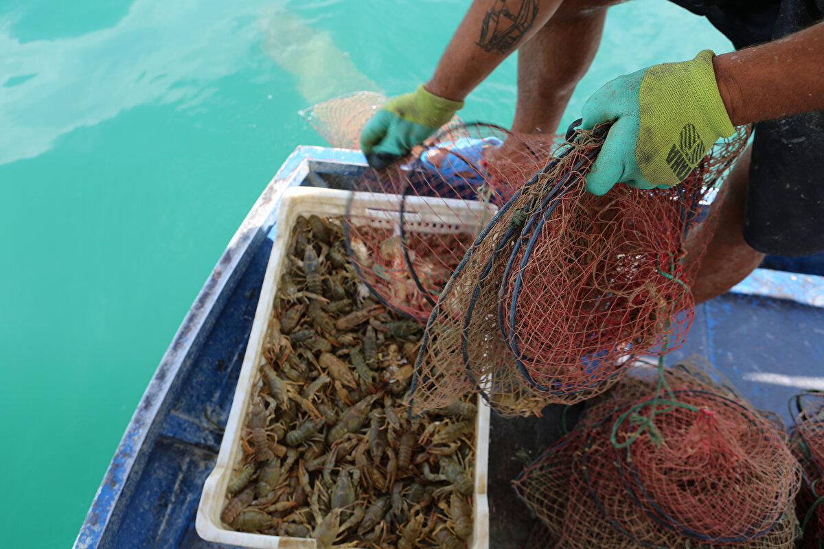 Ölüsünü almıyoruz, 10 santimetreden küçüğünü de almıyoruz. İsviçre, Rusya gibi birçok dünya ülkesine bu kerevitler fabrikalar yoluyla ihraç ediliyor dedi.