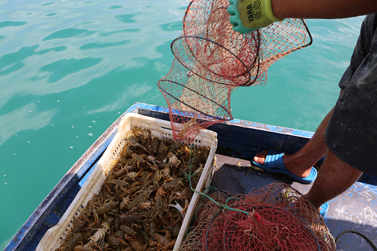 Kerevit müteahhidi geliyor ve kerevitimizi alıyor. Oradan Isparta’ya, oradan da yurt dışına gidiyor. Haftalık genelde 400 kilo kerevit tutuyorum. Kilosu 30 liraydı sonra 45'ti şimdi ise 65 lira oldu. Eğirdir Gölü’nde kerevit, mantar hastalığından dolayı azaldı, ondan da burada fiyatlar yükseldi. Şu kerevit avından dolayı aylık elime 100 ile 120 bin lira geçiyor.