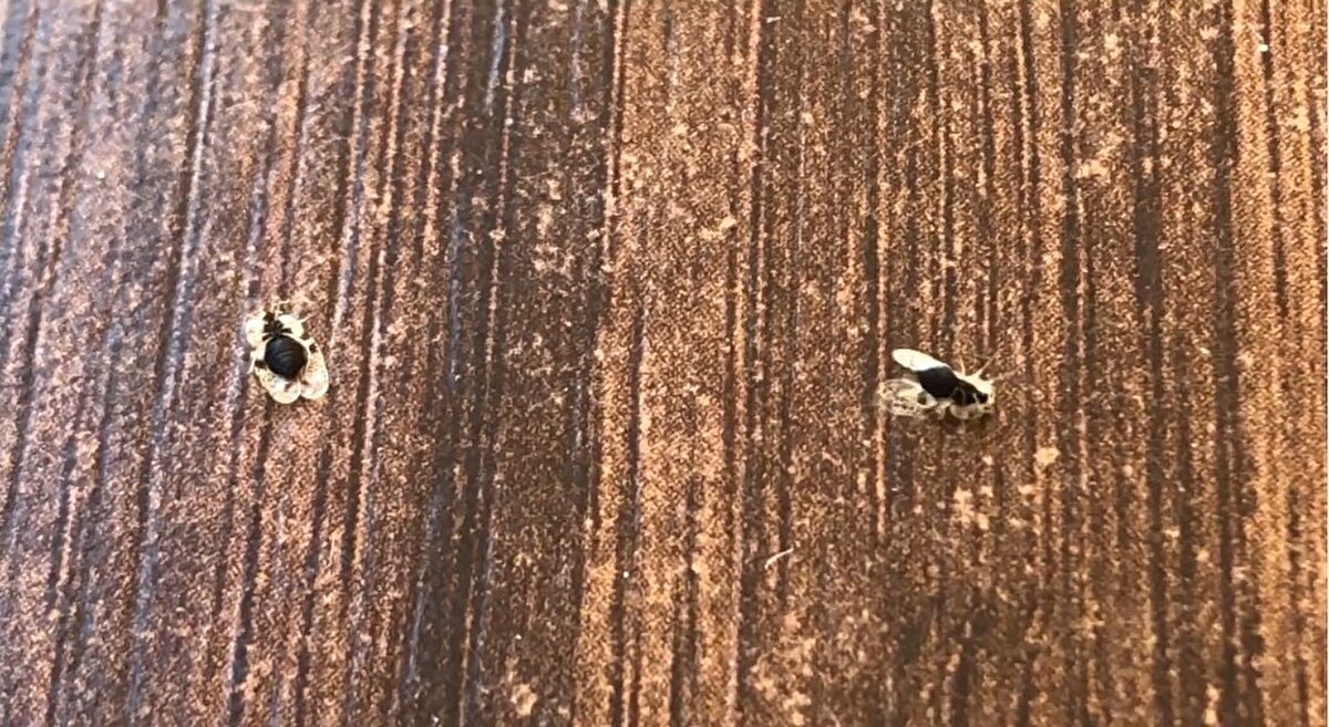 Mercan, dantel böceğinin insanlar üzerinde herhangi bir sistemik sağlık etkisi olmamakla birlikte, ısırma ve temas bölgesinde tahriş veya kaşıntılar meydana getirdiğini sözlerine ekledi.