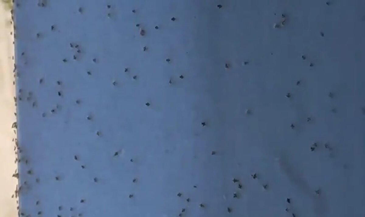 Kırklareli Belediye Başkanı Mehmet Siyam Kesimoğlu ise dantel böceklerinin şehri adeta istila ettiğini dile getirdi.