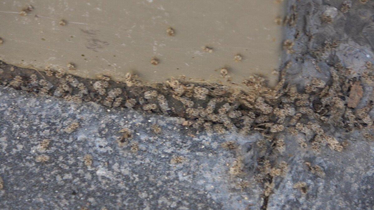 Kırklareli Üniversitesi Sağlık Bilimleri Fakültesi Sağlık Yönetimi Bölümü Başkan Yardımcısı Doç. Dr. Yeliz Mercan, dantel böceğinin anavatanının Kuzey Amerika olduğunu söyledi.