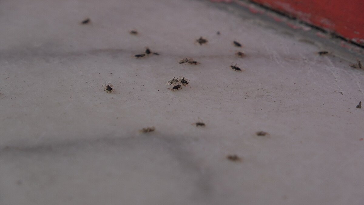 Meteoroloji Genel Müdürlüğü raporlarında 2021 yılı kış mevsimi, son 50 yılın en sıcak üçüncü mevsimi olarak kayıtlara geçmiş, Marmara Bölgesi'nde 2021 yılı temmuz ayı, uzun yıllar sıcaklık ortalaması 2 derece daha yüksek rapor edilmiştir.
İklim değişikliği ve küresel ısınmanın sonucu olarak karşımıza çıkan yüksek sıcaklık ortalamaları ve yetersiz yağış nedeniyle gözlenen kuraklıklar bu böceklerin istilasını da artırmaktadır."