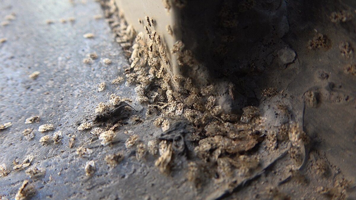 Dantel böceğinin "Amerikan tahtakurusu" olarak da bilindiğini ifade eden Mercan, yetişkin bir dantel böceğinin 5 milimetreden daha kısa olduğunu belirtti. Dantel böceklerinin yaprakların hücre içi sıvısını emerek beslendiklerini ve bitkilerin fotosentezini olumsuz etkilediklerini anlatan Mercan, şöyle devam etti: