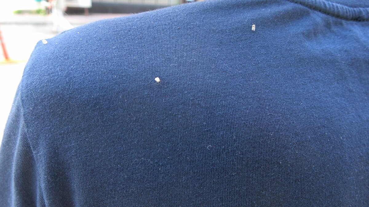 Dantel böceğinin en fazla meşe ağaçlarına zarar verdiklerini aktaran Mercan, şunları kaydetti:
"2020 yılında Istranca Dağları'nda özellikle meşe ağaçlarını tehdit eden dantel böcekleri iyi uçucu olmamaları nedeniyle diğer bölgelere rüzgar veya antropojenik yollarla yayıldılar. Aynı yıl Edirne'de bölgesel olarak gözlenen dantel böcekleri, 2021 yazında Edirne, Tekirdağ ve Kırklareli'ni istila etmişlerdir.