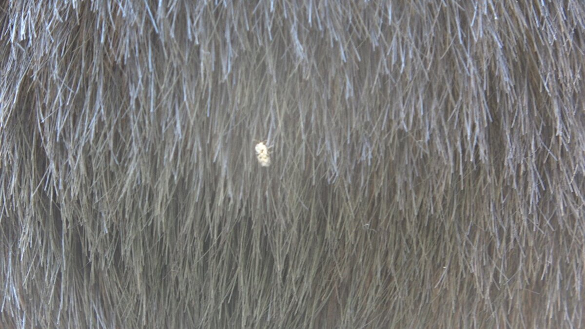 Mercan, Avrupa ülkelerinde de yayılan bu böceklerin Türkiye'de ilk kez 2003 yılında Bolu'da görüldüğünü dile getirdi.