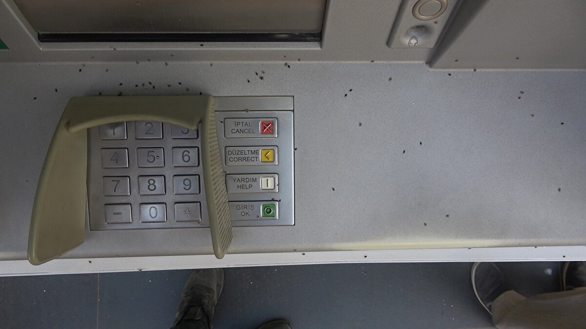 "Yaşam döngüsü 7-9 hafta sürer ve türüne göre kışı ergin ya da yumurta evresinde geçirebilir. Yumurtalarını yaprakların alt yüzeylerine bırakarak veya ağaçların gevşek kabuklarının altında ergin olarak kışlayabilir. Uzun süreli yüksek dantel böceği popülasyonları, yaprakların erken düşmesine, bitki büyüme hızında azalmaya veya meyve veriminde düşüşe neden olarak bitkilere zarar verebilir."